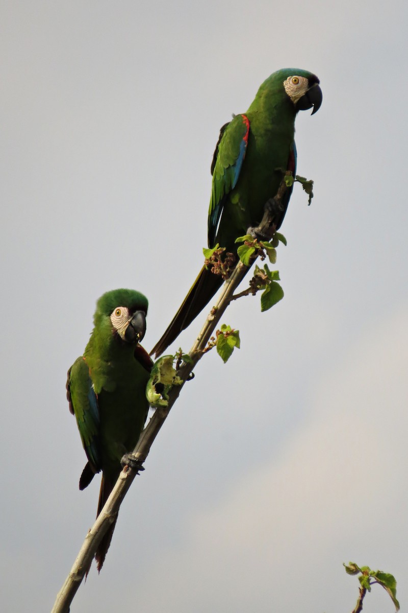 Chestnut-fronted Macaw - ML589796041