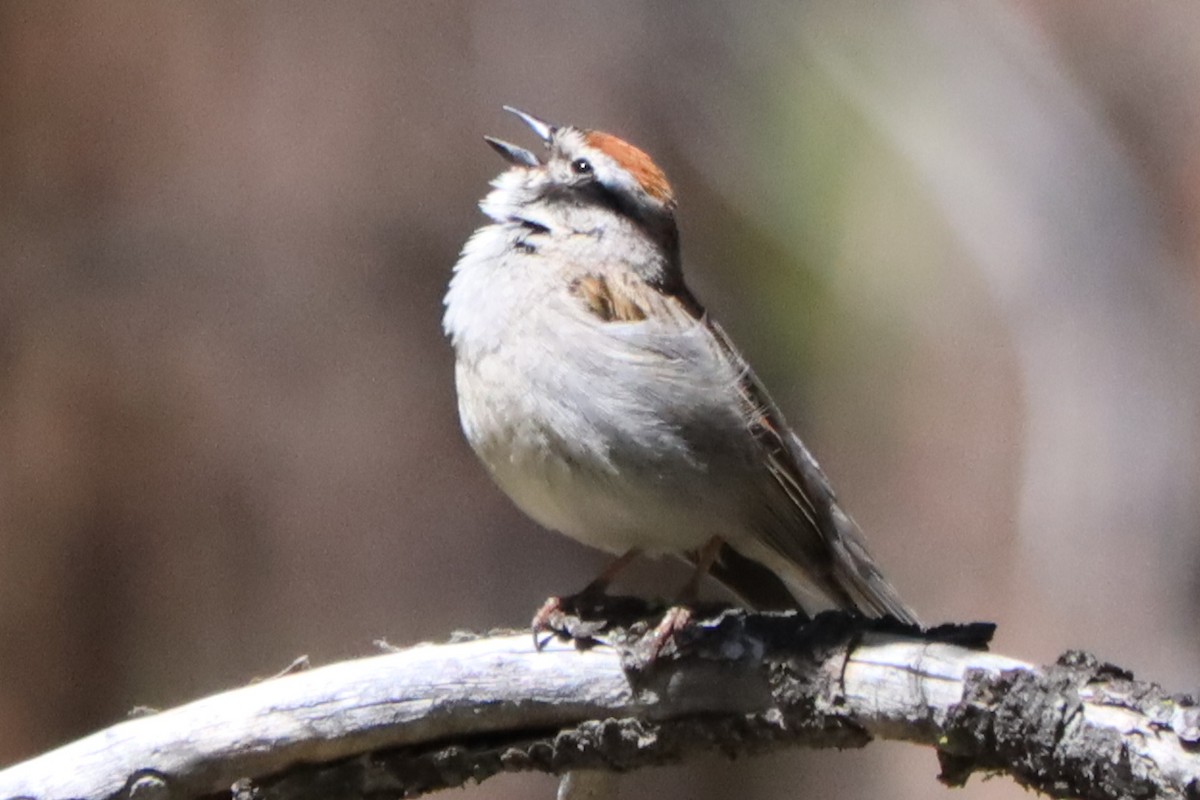 Chipping Sparrow - ML589797351