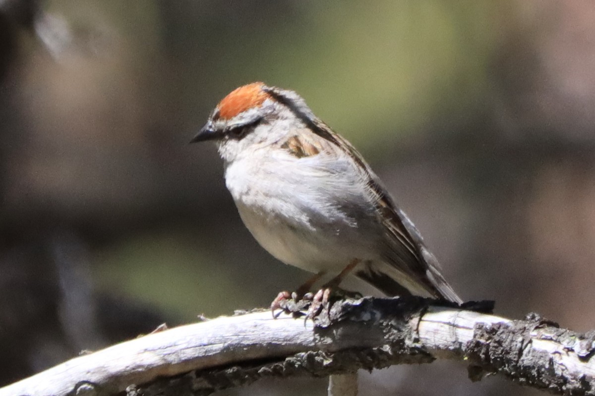 Chipping Sparrow - ML589797361