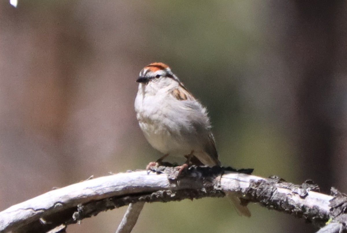 Chipping Sparrow - ML589797371