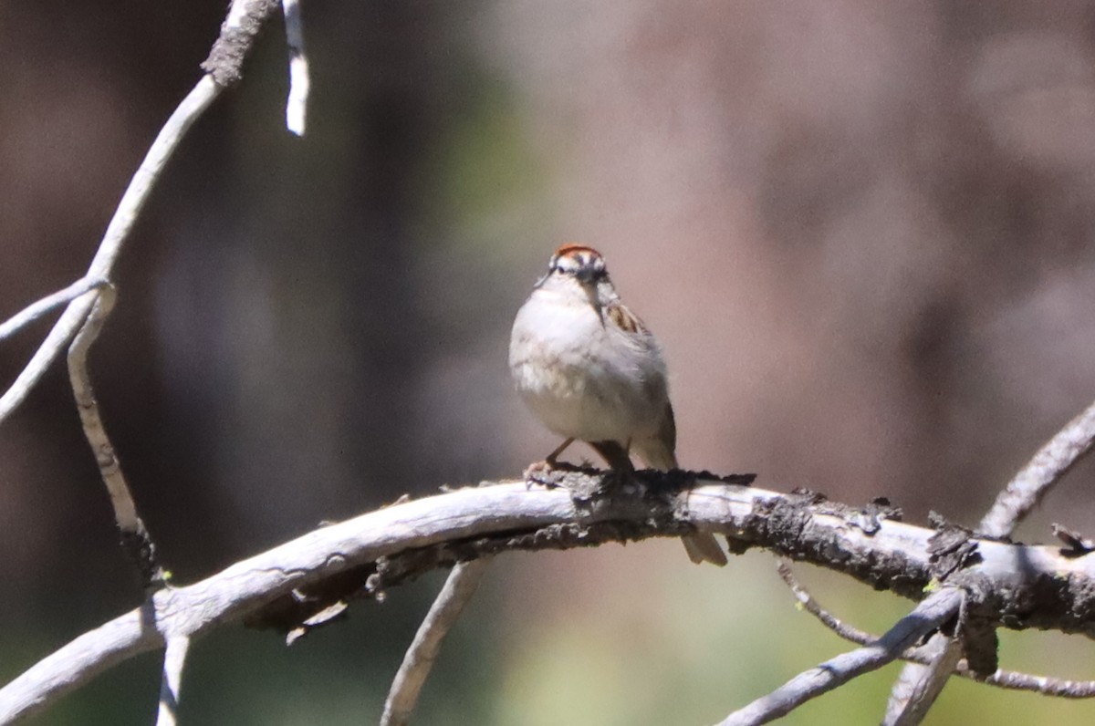 Chipping Sparrow - ML589797381