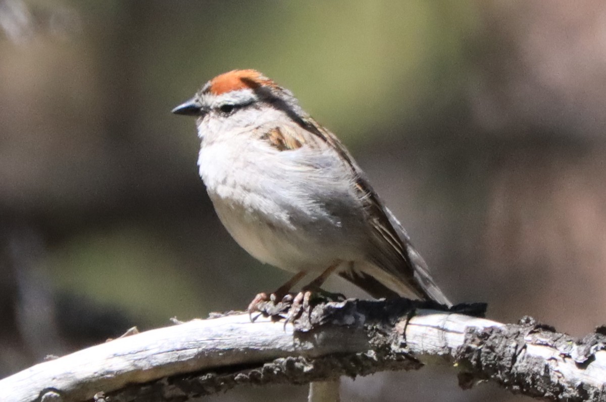 Chipping Sparrow - ML589797391
