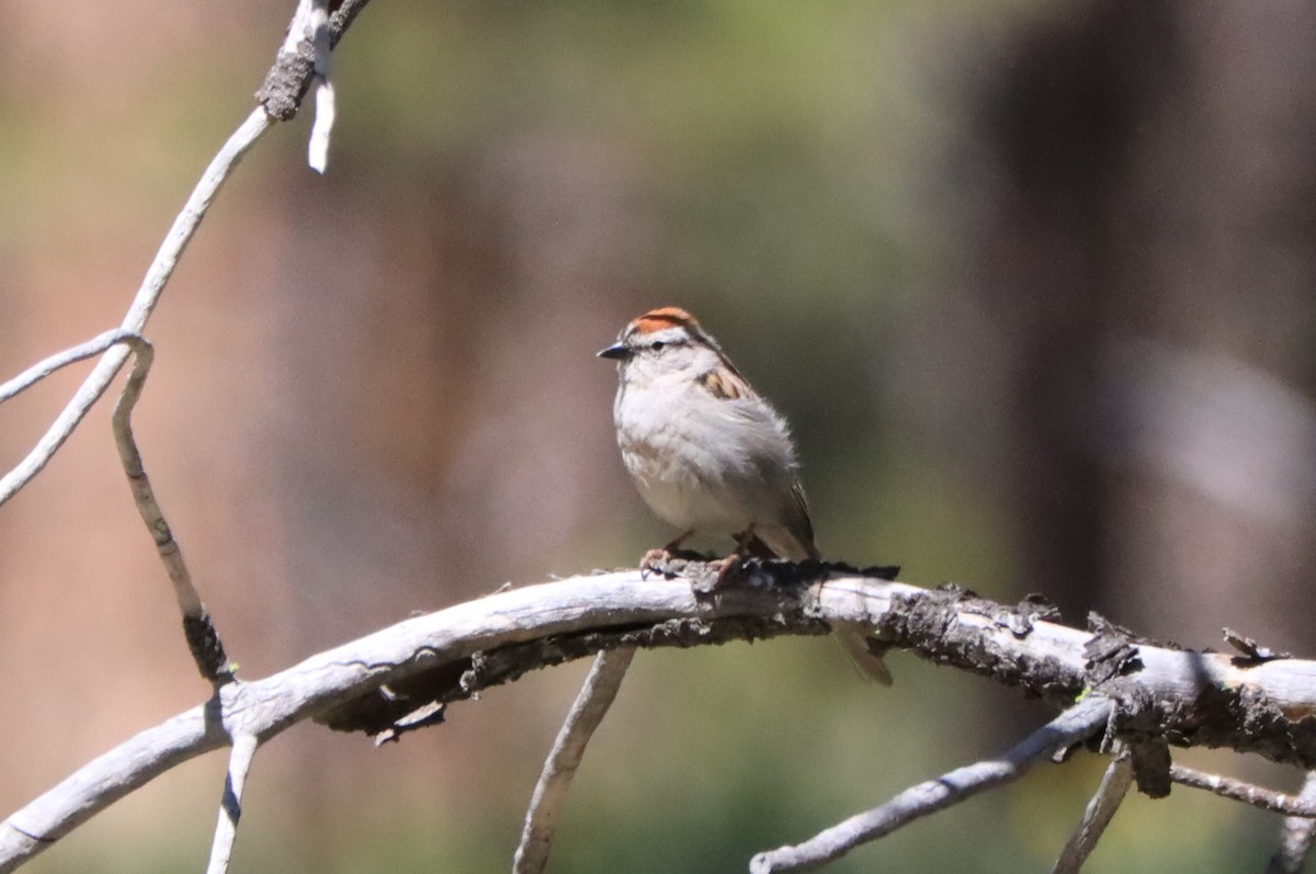 Chipping Sparrow - ML589797401