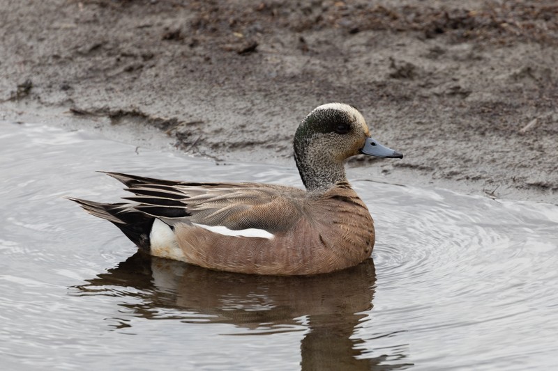 American Wigeon - Dixie Sommers