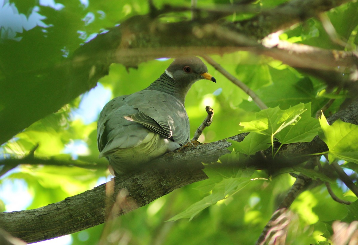 Band-tailed Pigeon - Laura Mahrt