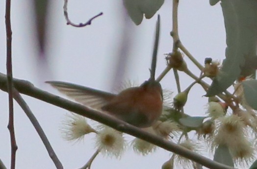 Rufous Hummingbird - ML589800321