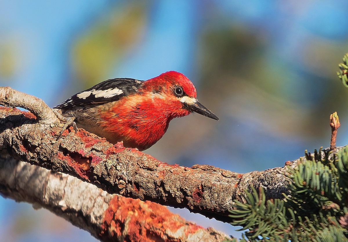 Red-breasted Sapsucker - ML589805961