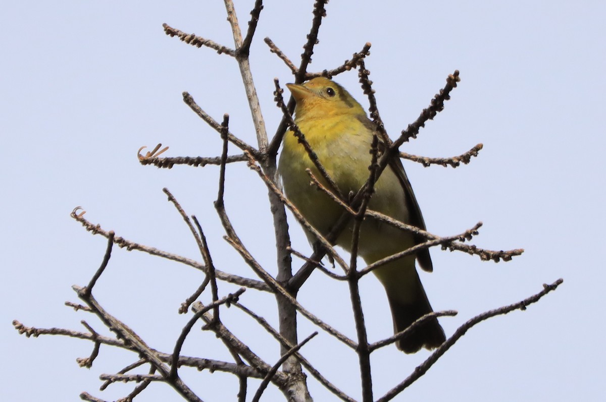 Western Tanager - ML589807441
