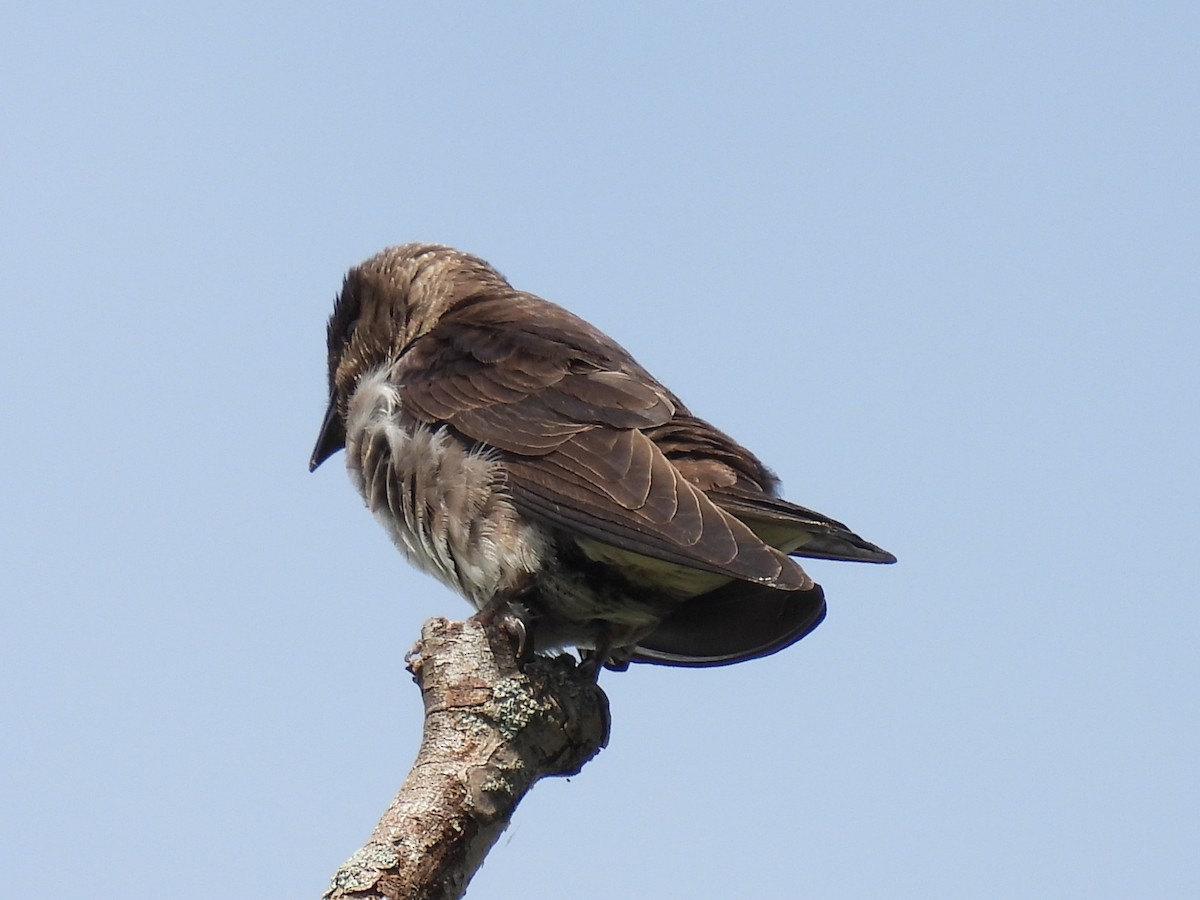Northern Rough-winged Swallow - ML589808081