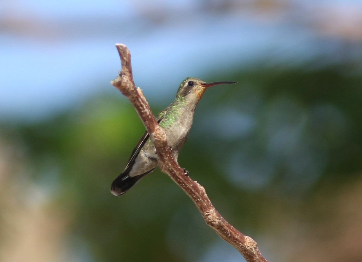Tres Marias Hummingbird - ML589816451
