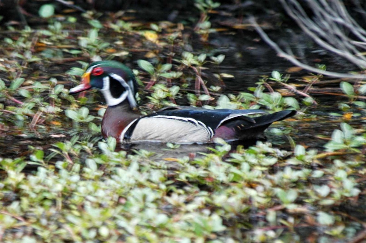 Ebird Checklist Apr Pea Island Nwr North Pond Wildlife Trail Species