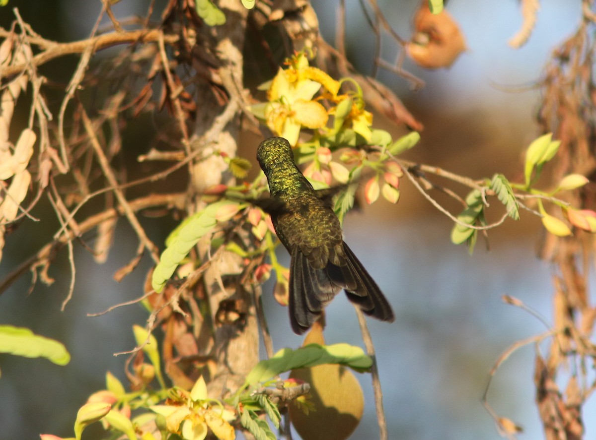 Tres Marias Hummingbird - ML589817961
