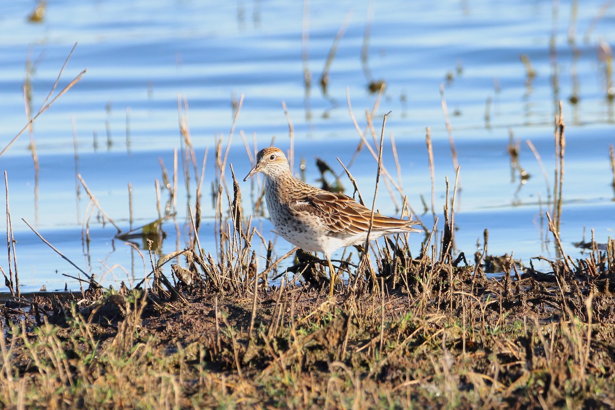 Sharp-tailed Sandpiper - Rolo Rodsey