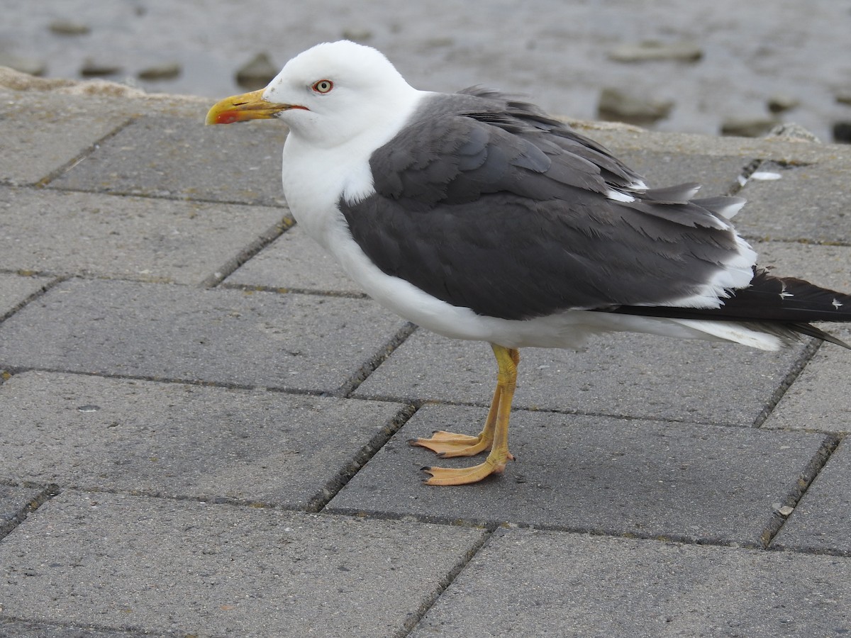 Lesser Black-backed Gull - ML589826461