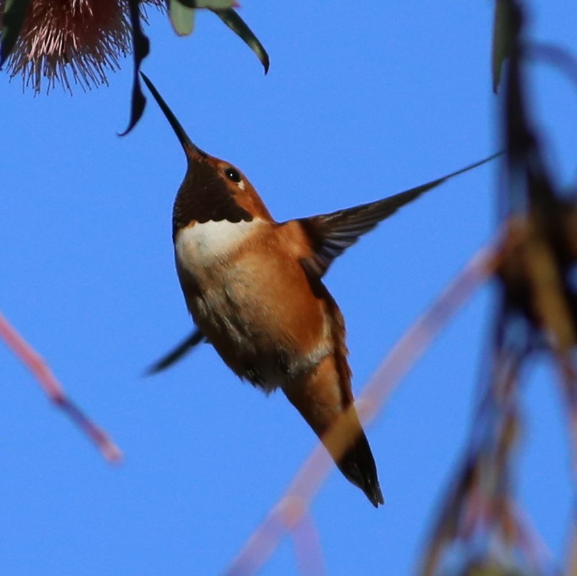 Rufous Hummingbird - Pete Dunten
