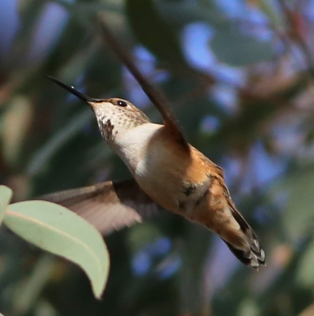 Rufous/Allen's Hummingbird - ML589831371