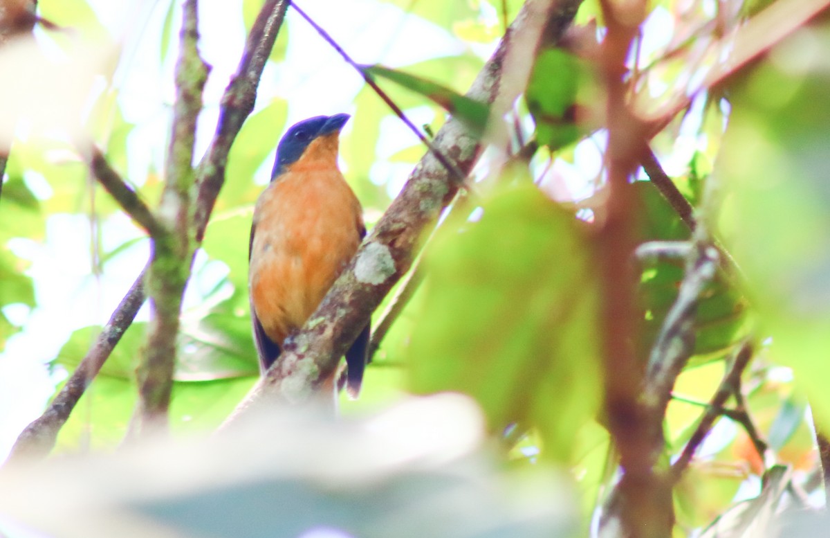 Rufous-crested Tanager - ML589831541