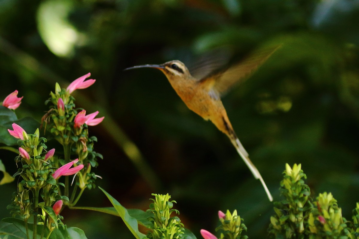 kolibřík skořicový - ML589832131