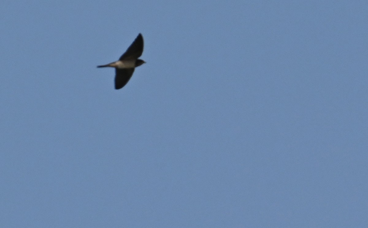 Barn Swallow (American) - ML589832701