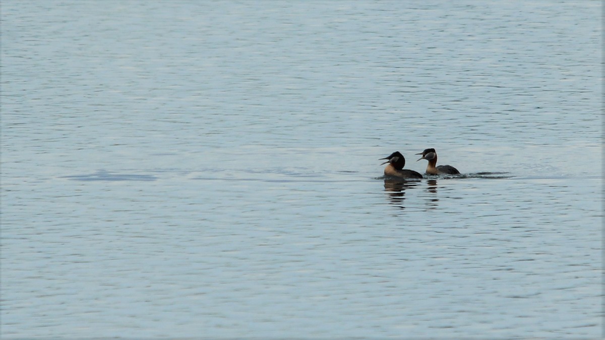 Red-necked Grebe - ML589835041