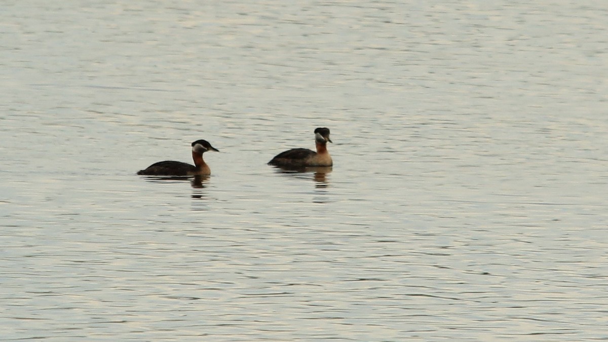 Red-necked Grebe - ML589835081