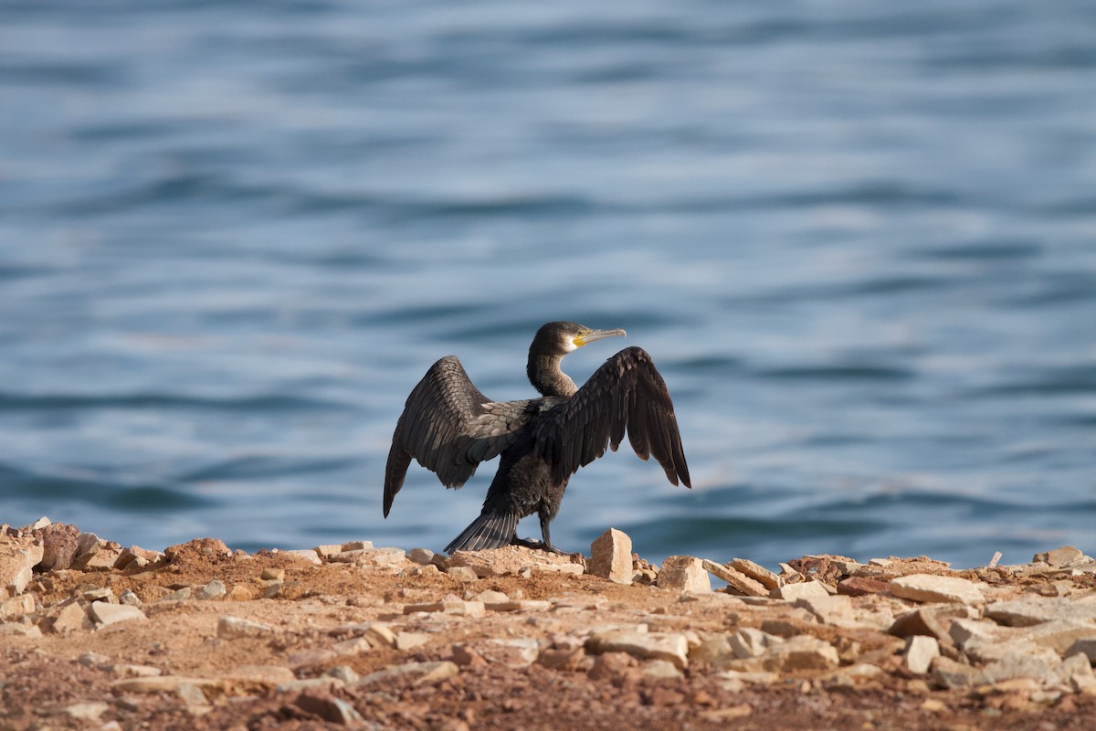 Great Cormorant - Nader Fahd