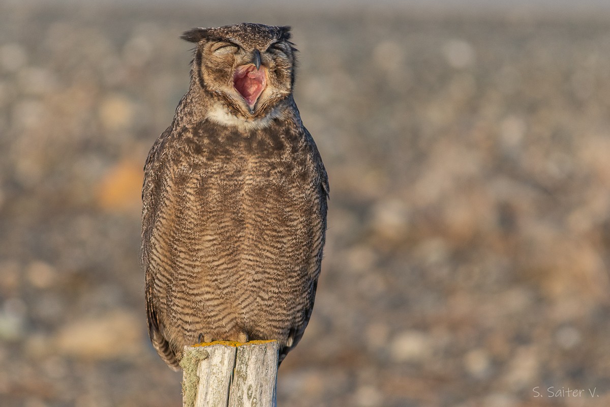 Lesser Horned Owl - ML589842781