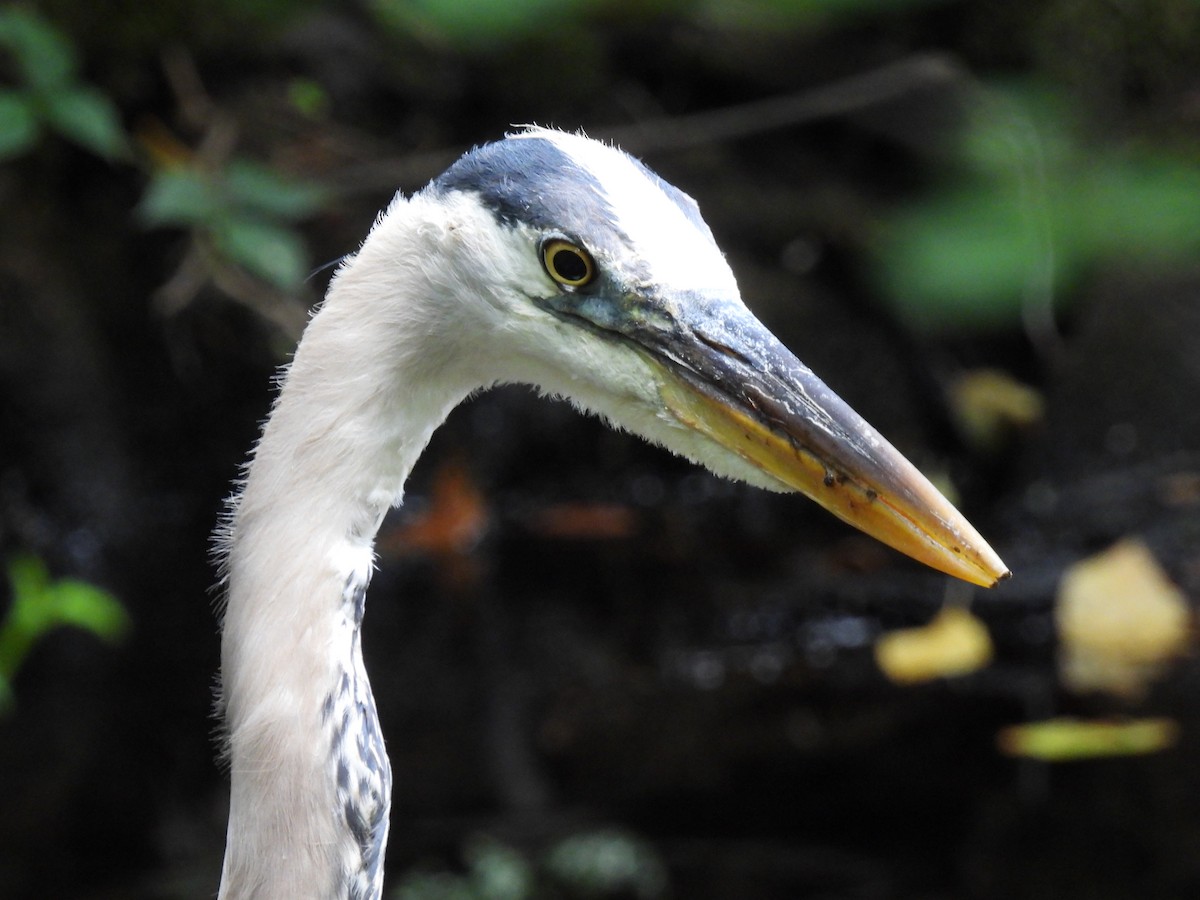 Mass Audubon eBird Checklist - 30 Jun 2023 - Stony Brook Wildlife ...