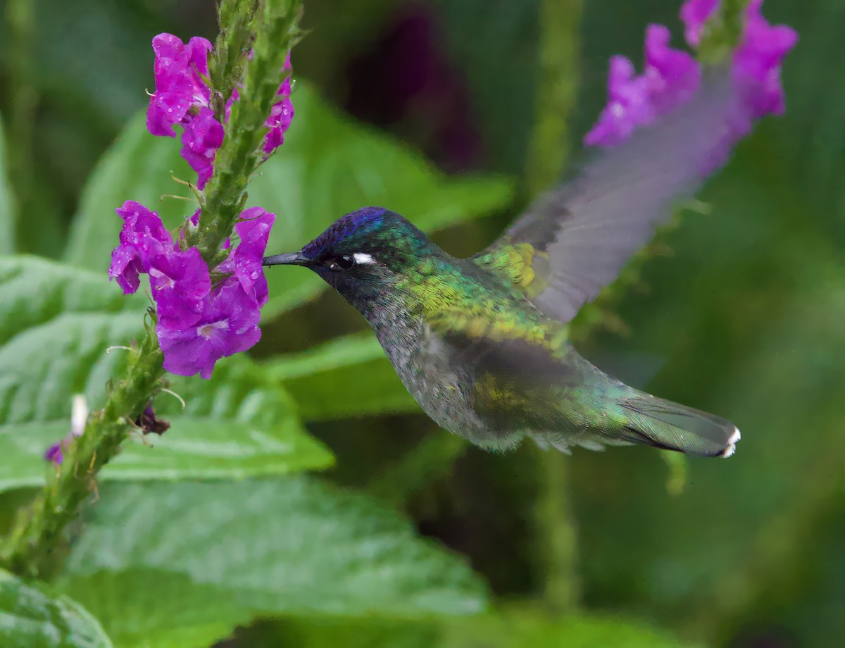 Violet-headed Hummingbird - ML589845581