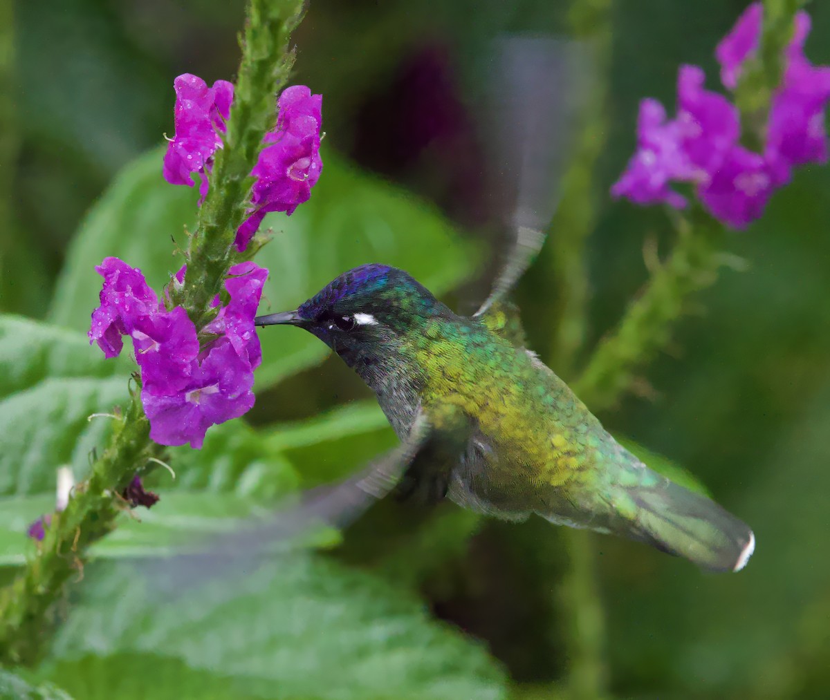 Violet-headed Hummingbird - ML589845641