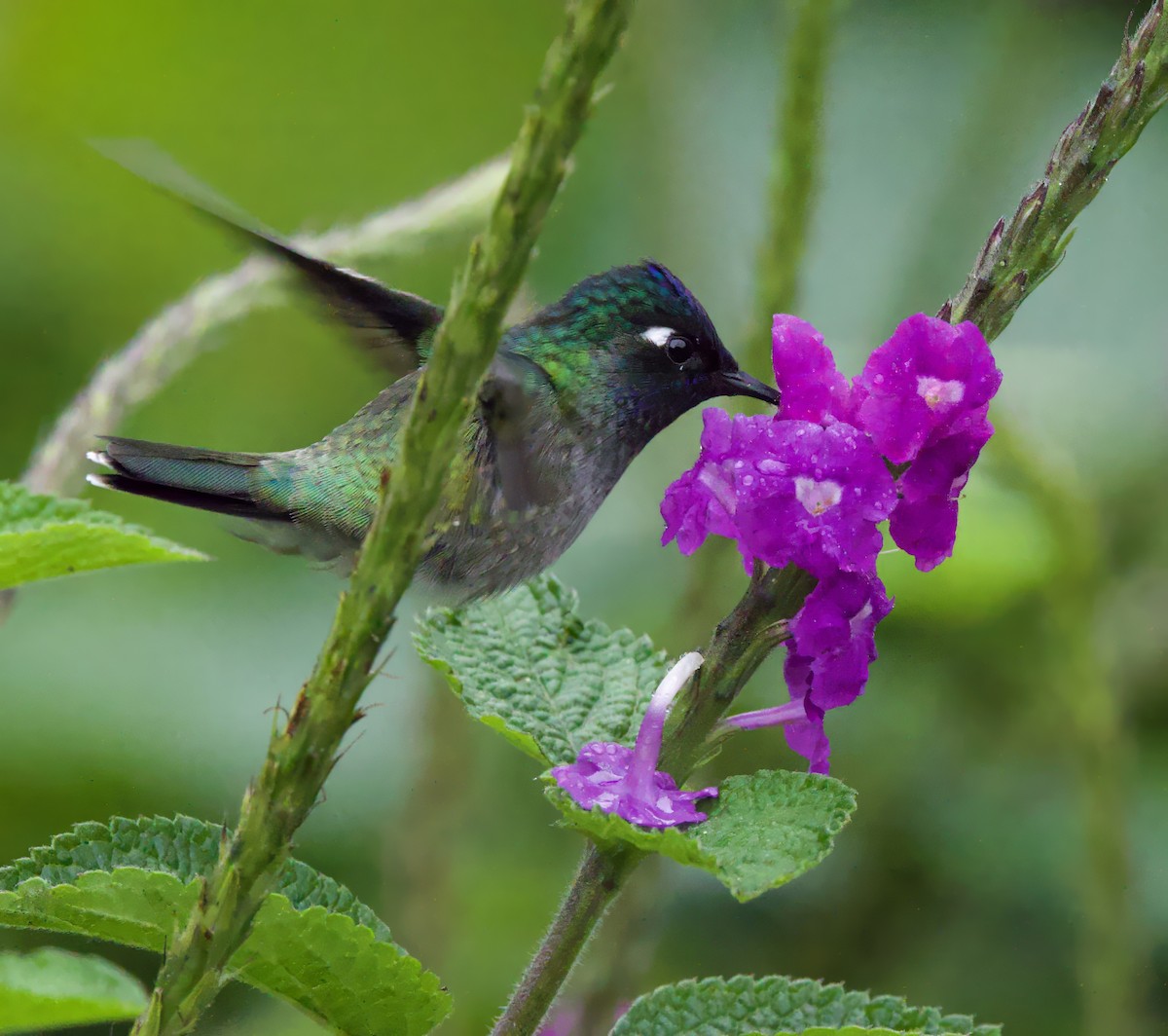 Violet-headed Hummingbird - ML589845701