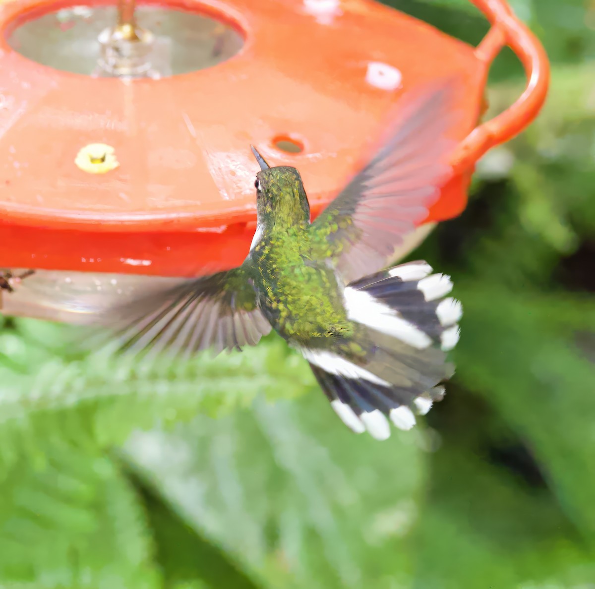 kolibřík ekvádorský - ML589846501