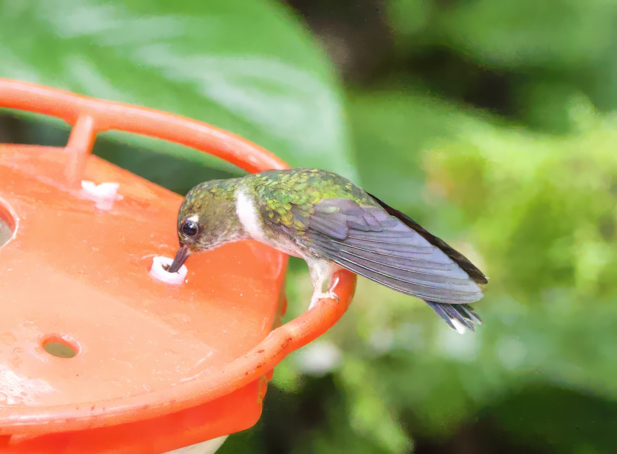 kolibřík ekvádorský - ML589846521