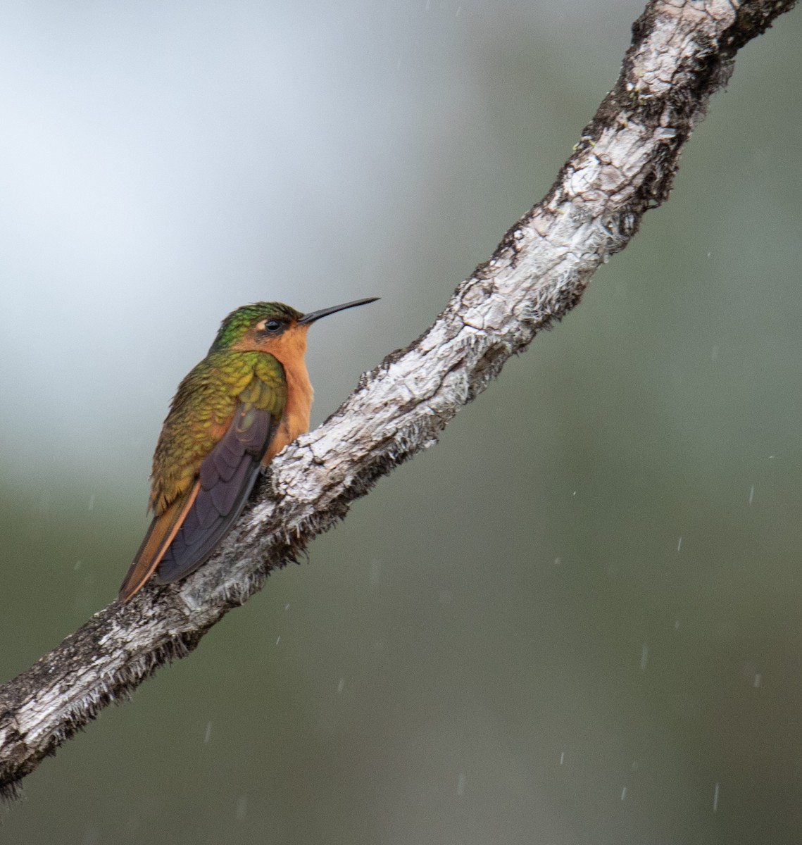 Rufous-breasted Sabrewing - ML589848171