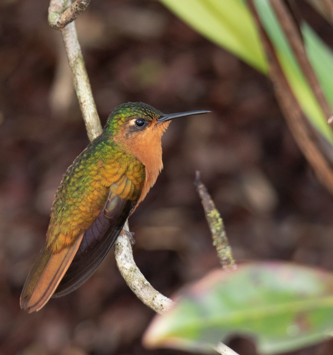 Rufous-breasted Sabrewing - Luis A Rivero
