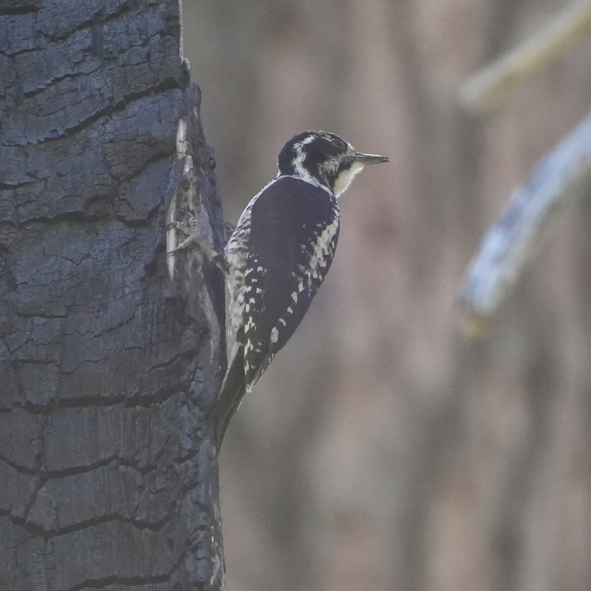 American Three-toed Woodpecker (Northwest) - ML589850161