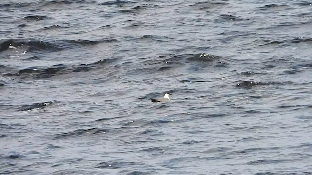 Long-tailed Jaeger - ML589850221
