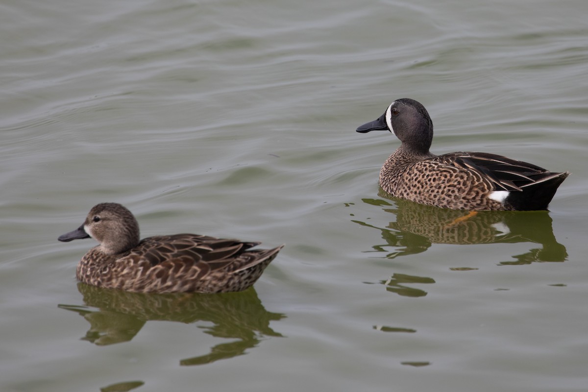 Blue-winged Teal - ML589850751