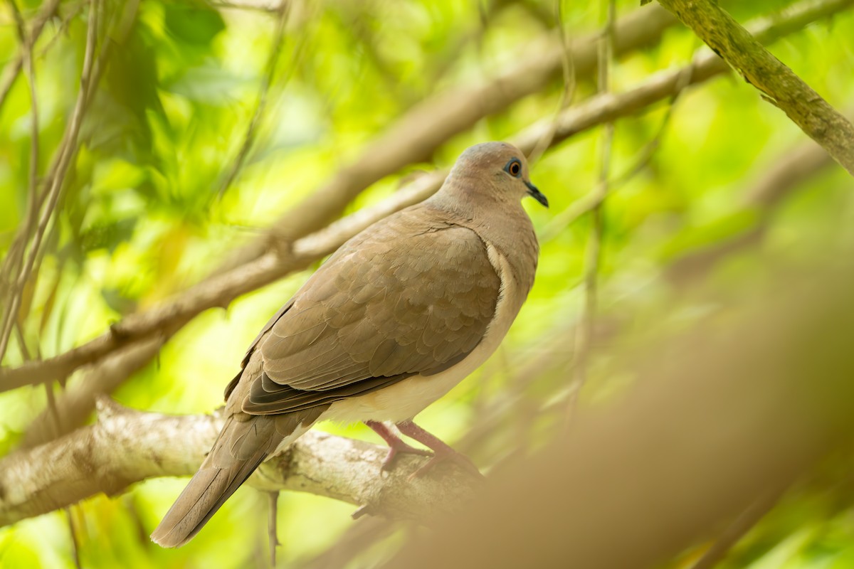 White-tipped Dove - Marcus Kelly