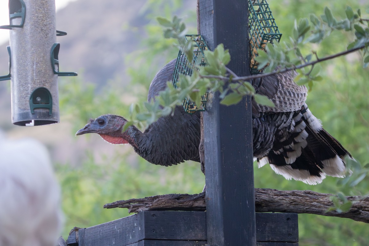 EBird Checklist - 21 May 2023 - Ash Canyon Bird Sanctuary (closed ...