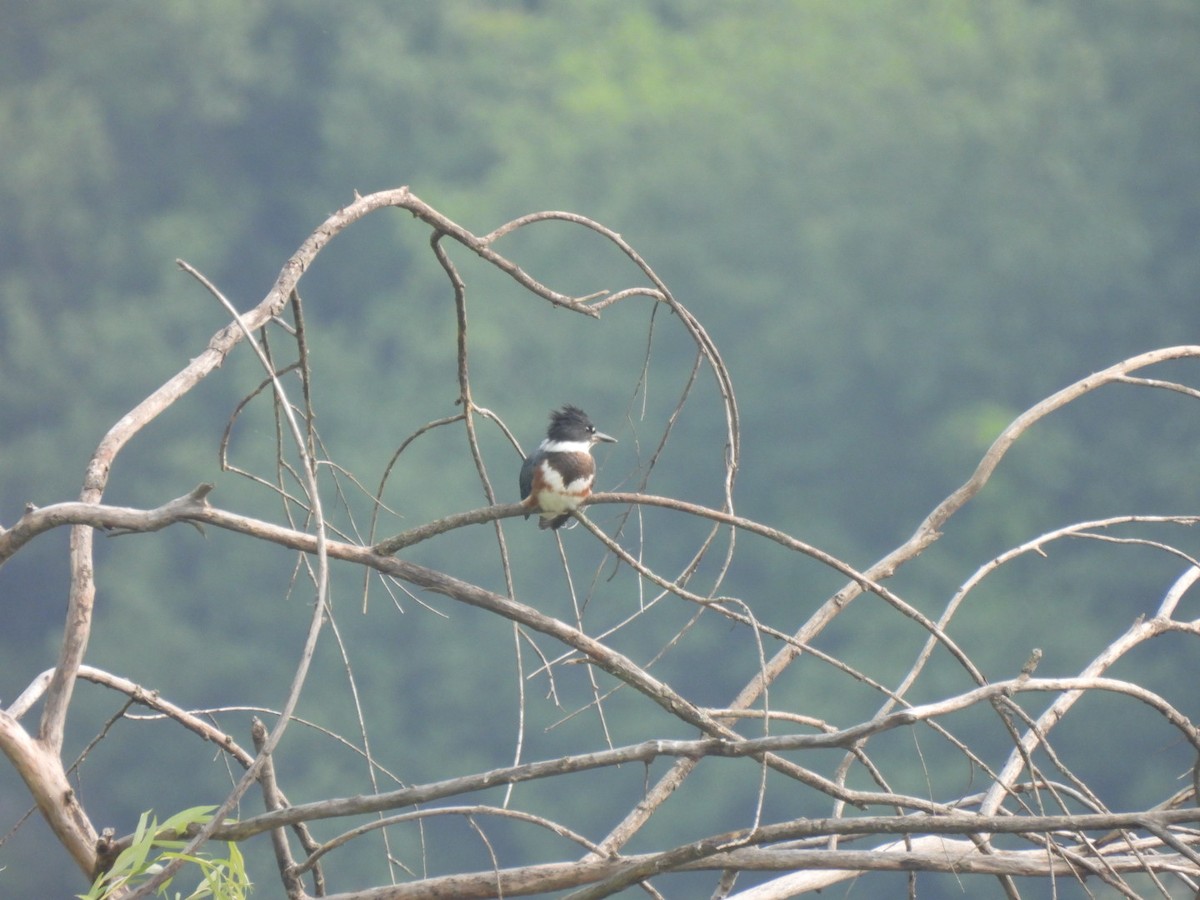Belted Kingfisher - ML589862741
