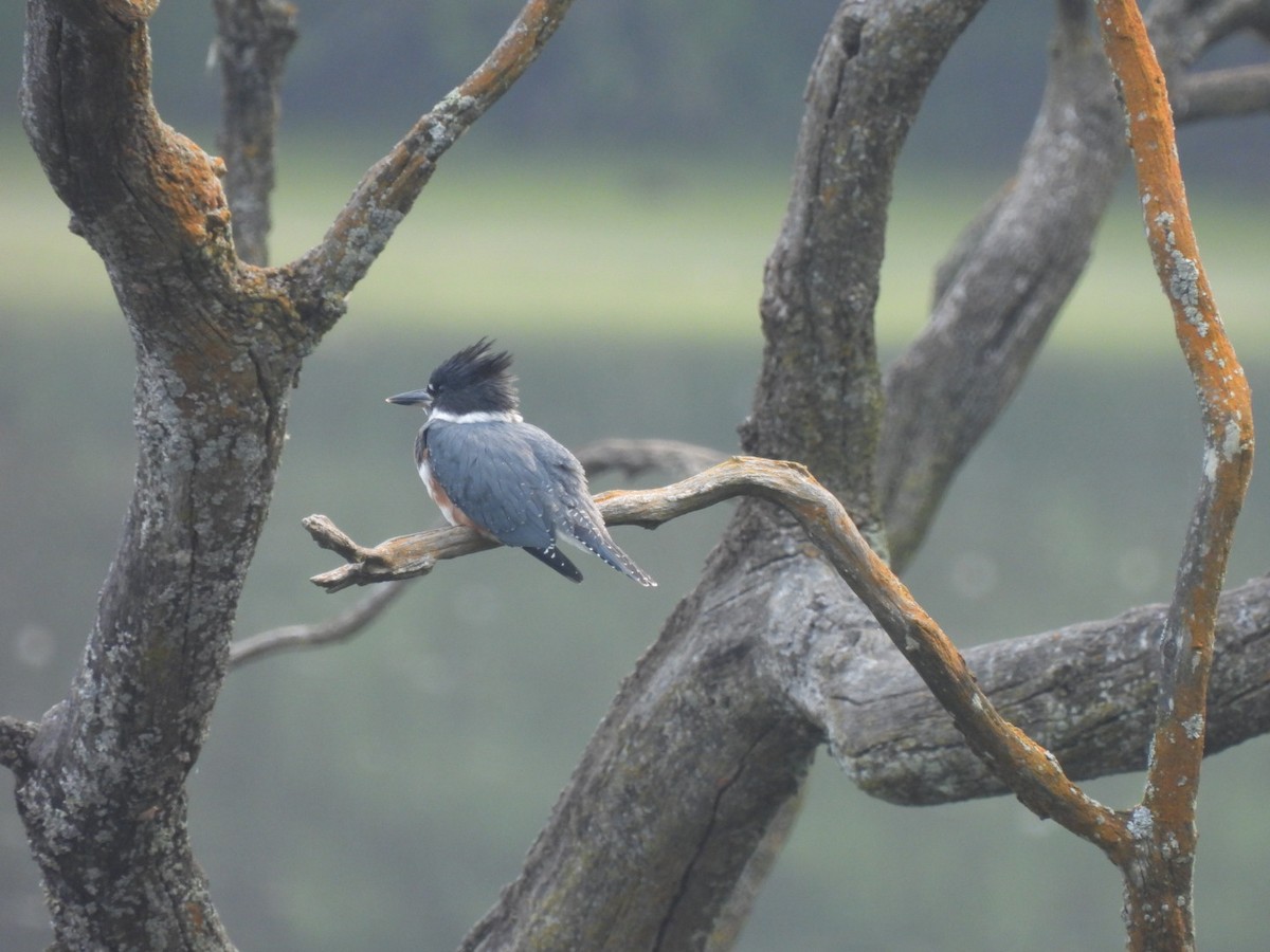 Belted Kingfisher - ML589862751