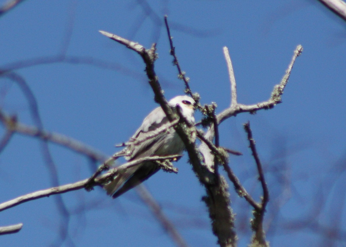 White-tailed Kite - ML58986281