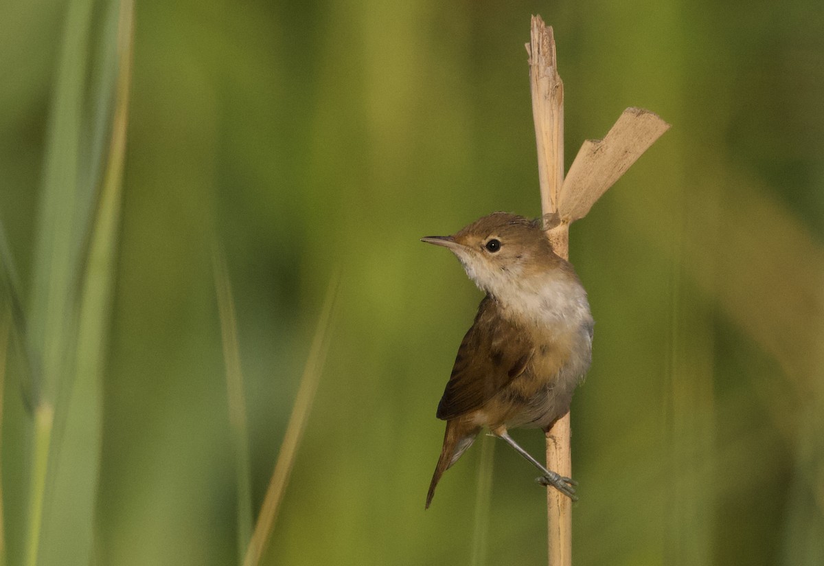 Common Reed Warbler - ML589862831
