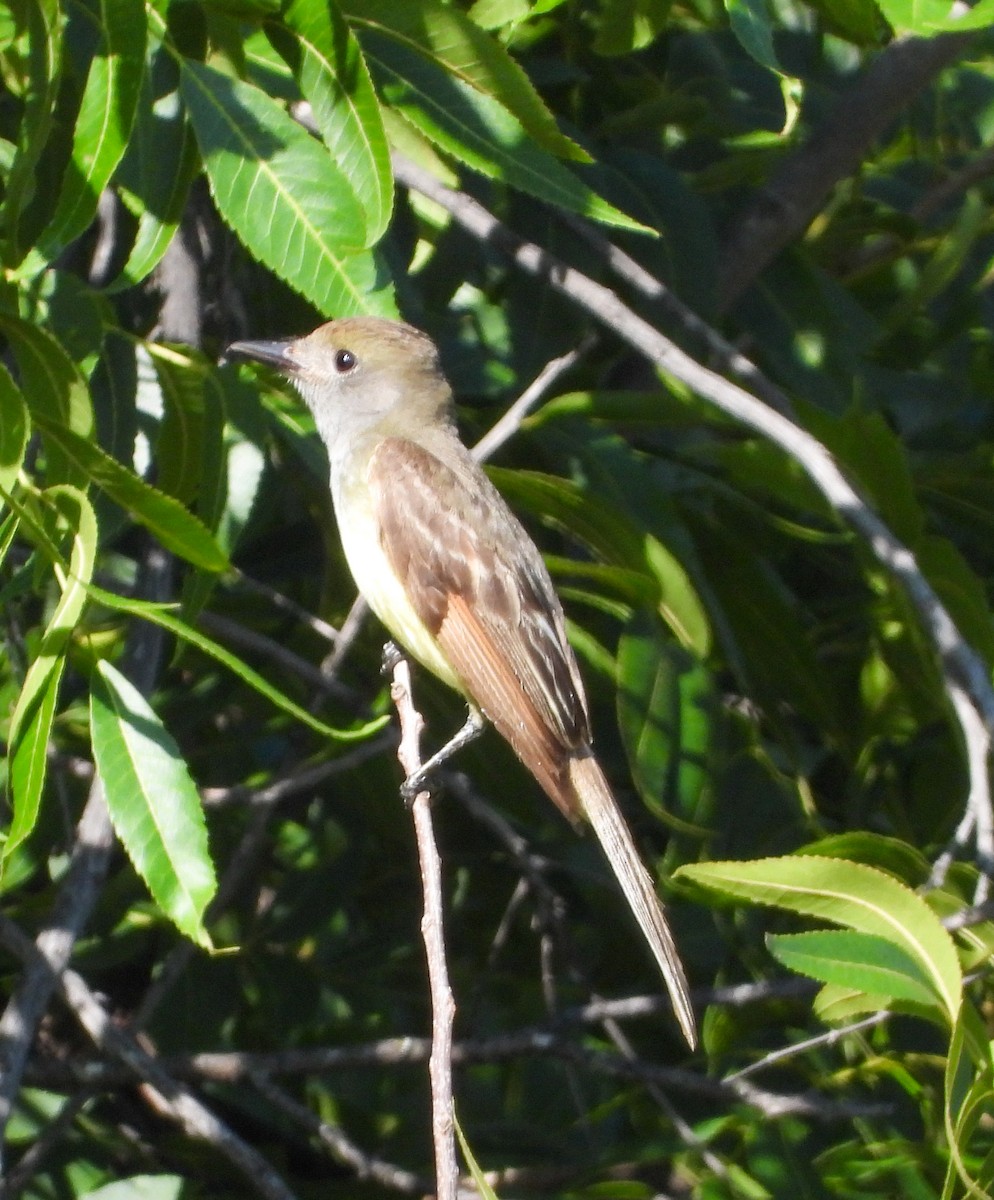 Great Crested Flycatcher - ML589865611