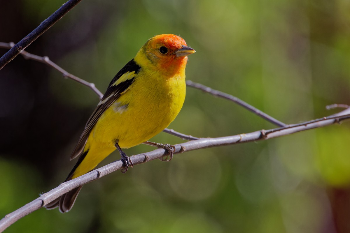 Western Tanager - ML589865771
