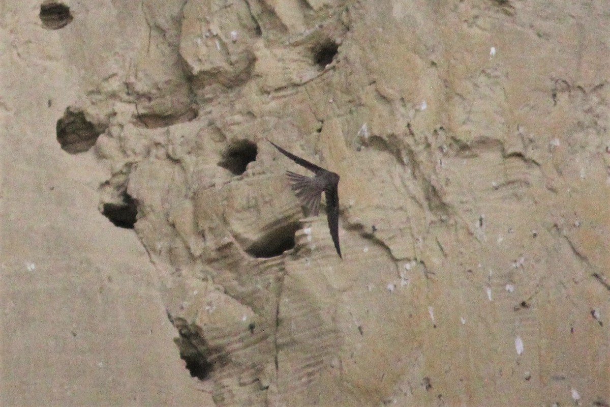 eBird Checklist 29 Jun 2023 Rice Lake (Eden Prairie) 22 species