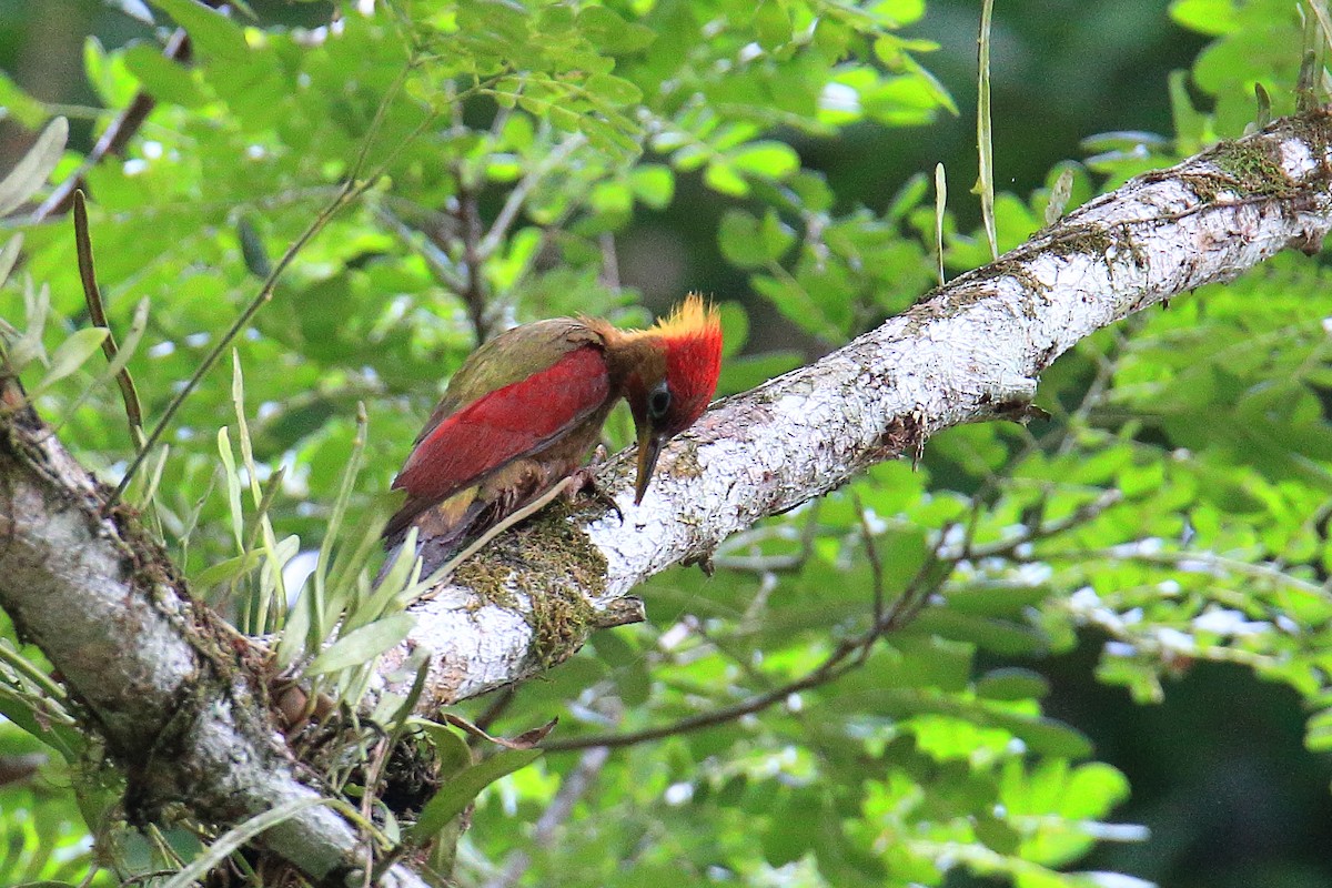 Crimson-winged Woodpecker - Yung-Kuan Lee
