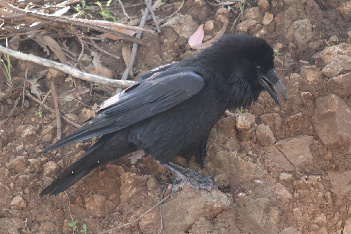 Common Raven - ML589871141