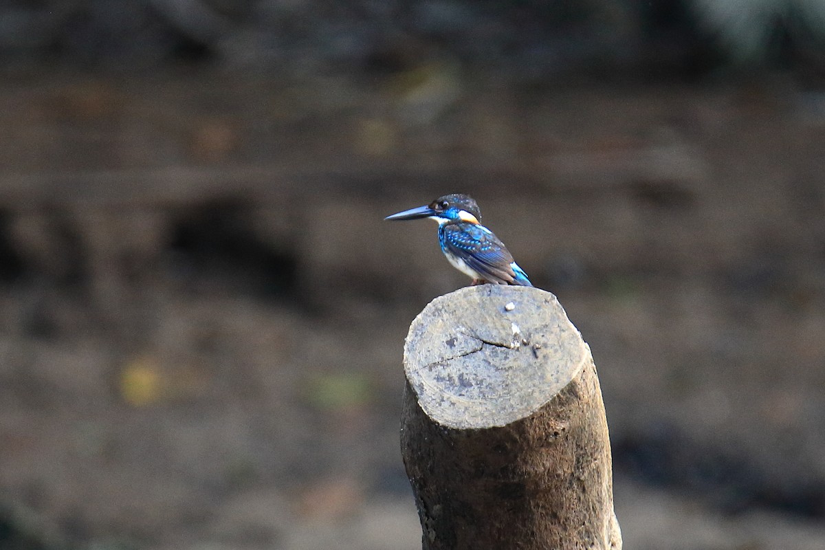 Malaysian Blue-banded Kingfisher - ML589871231